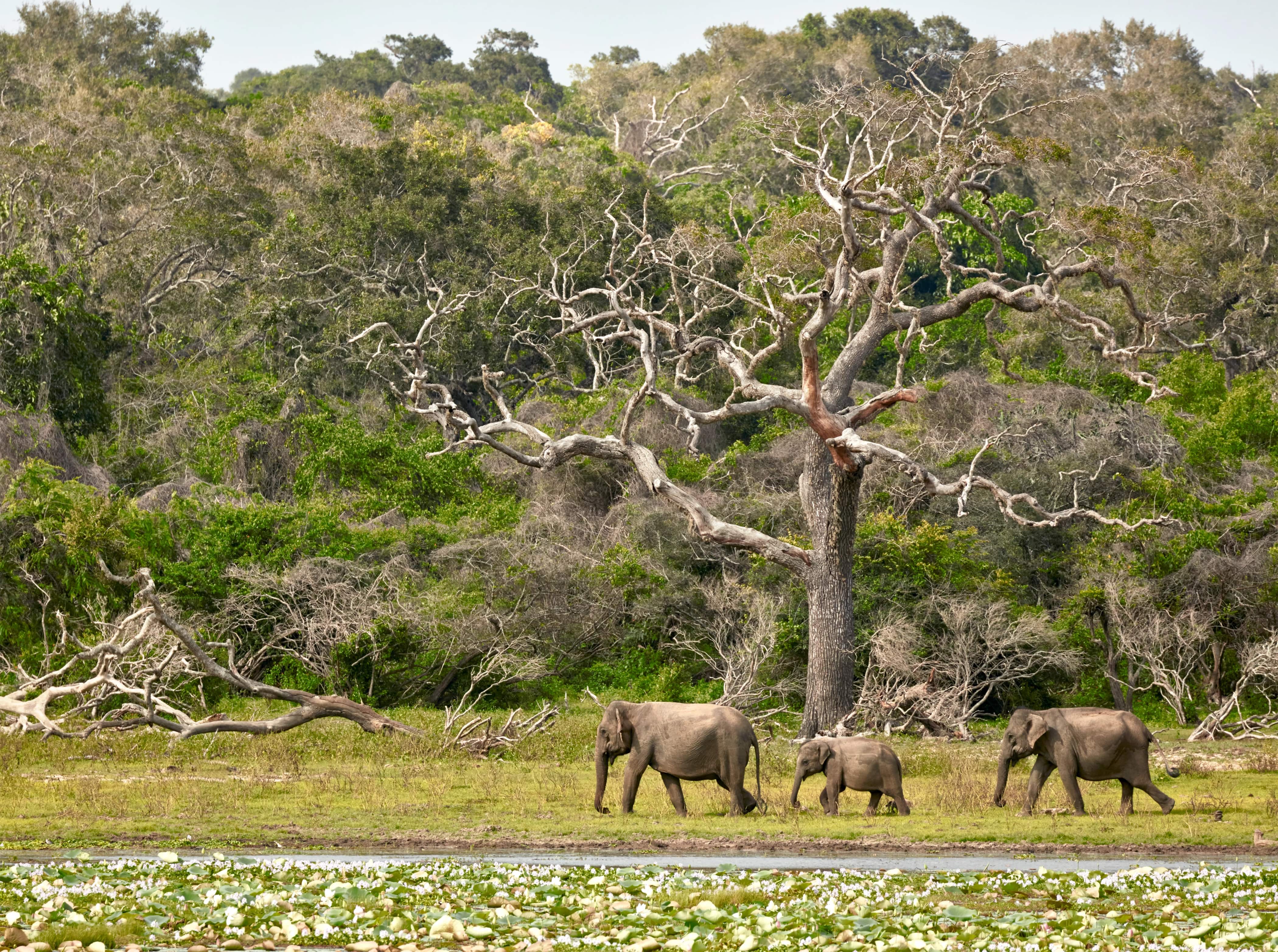 Sri Lanka - safari (3).jpg